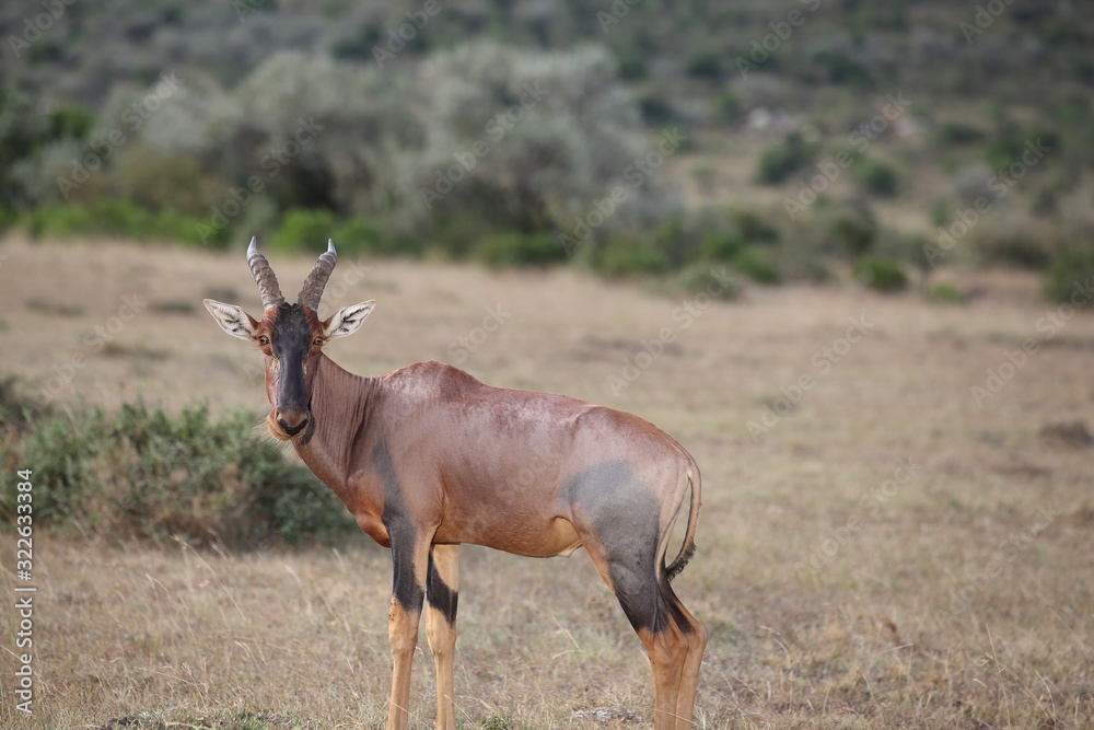 Hartebeest antelope, Topi in the wilderness of Africa Hartebeest antelope, Topi in the wilderness of Africa