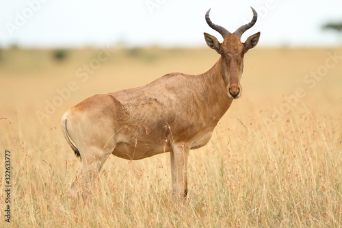 Hartebeest antelope  Topi in the wilderness of Africa