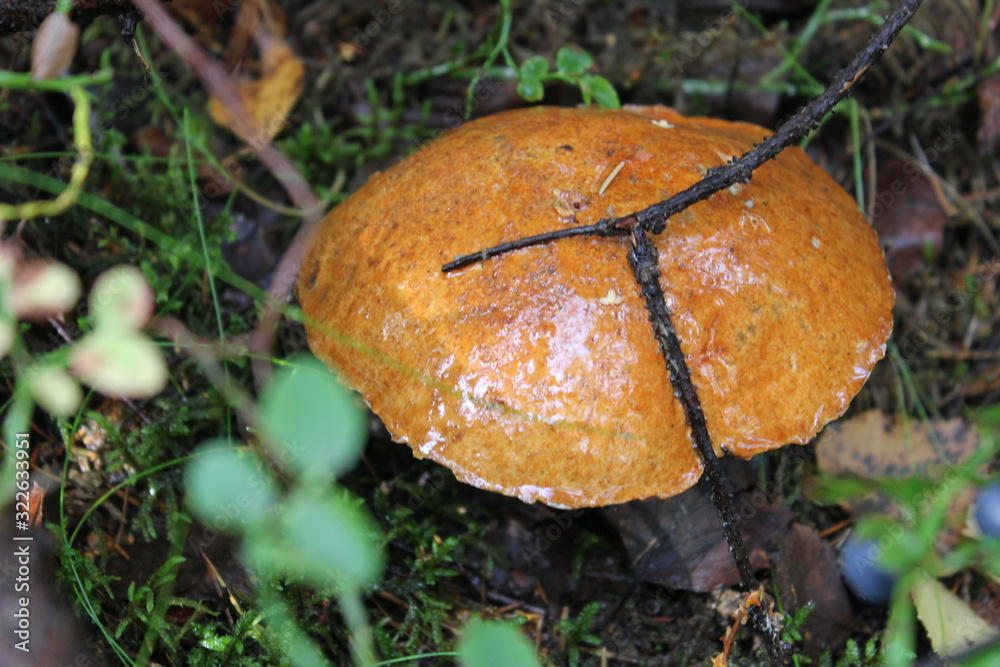 mushroom in forest mushroom in forest