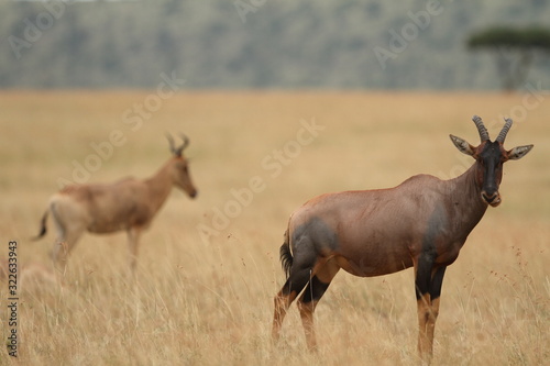 Hartebeest antelope, Topi in the wilderness of Africa