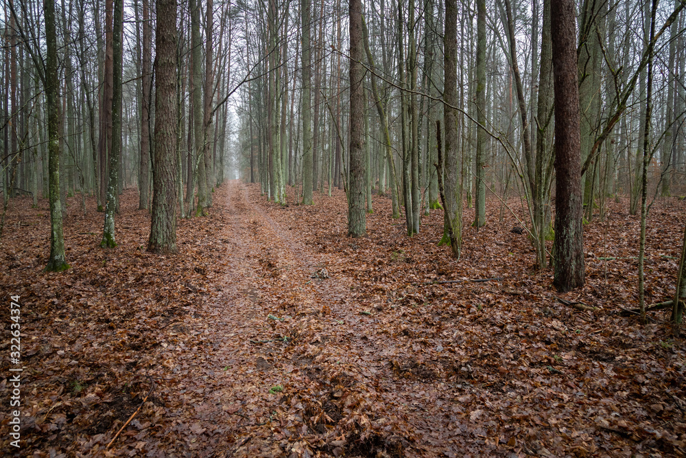 Forest road in the forest Knyszyn (Poland)