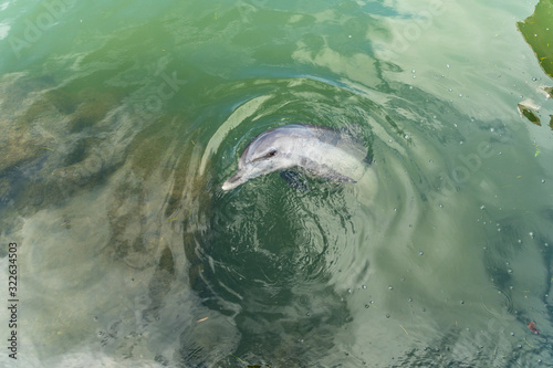 Fototapeta Naklejka Na Ścianę i Meble -  Dolphin