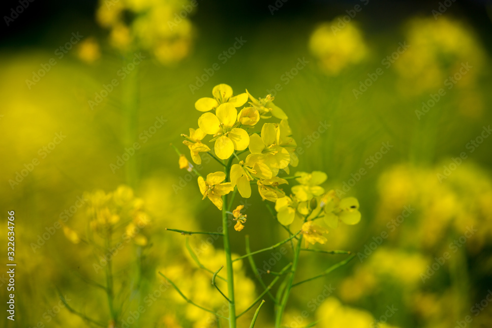 Obraz premium Close up of oilseed mustard flower plant. Yellow flowers. The bee collects honey.