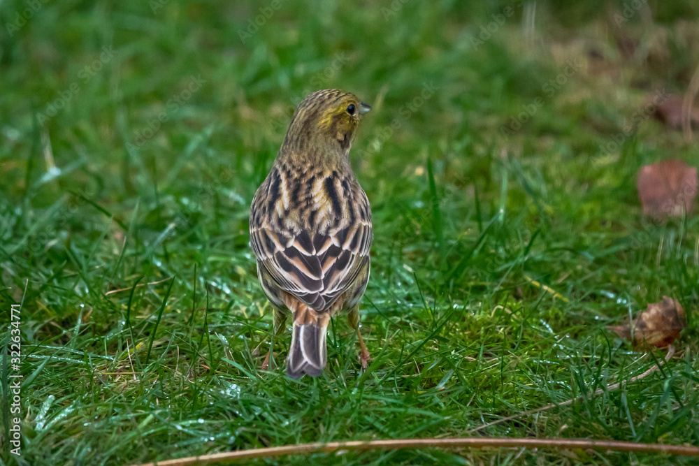 Yellow Bunting Bird on the grass Yellow Bunting Bird on the grass