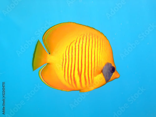 Masked Butterflyfish (Chaetodon semilarvatus).