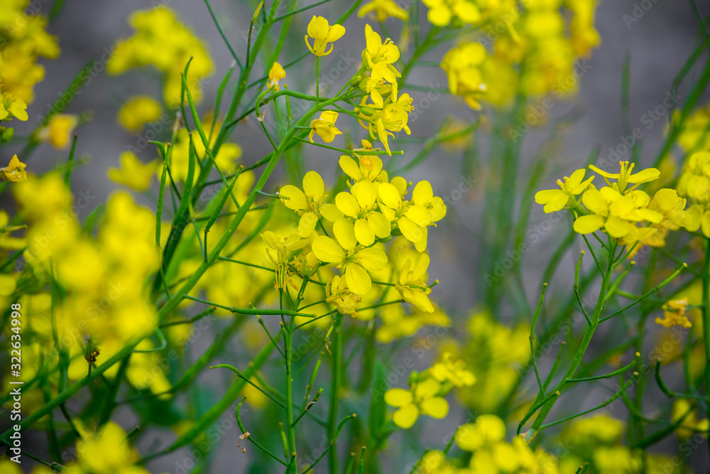 Obraz premium Close up of oilseed mustard flower plant. Yellow flowers. The bee collects honey.