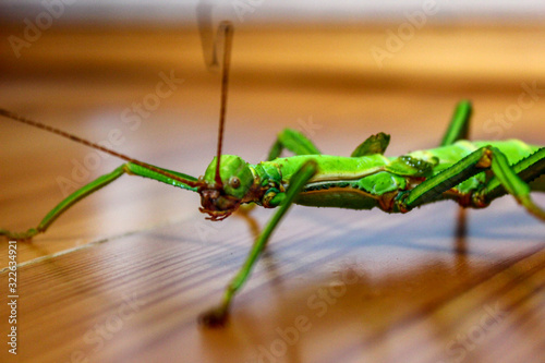 Stick insect sits on the surface and waits. Incredible insect sitting and wooden surface. photo