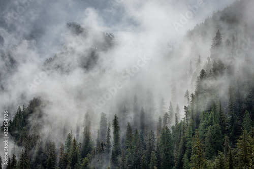 Misty trees of british columbia's rainforest © Jack