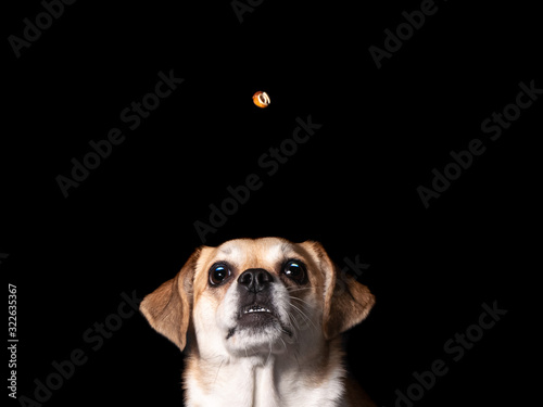 funny portrait of a dog catching a treat Isolated on black background, front view
