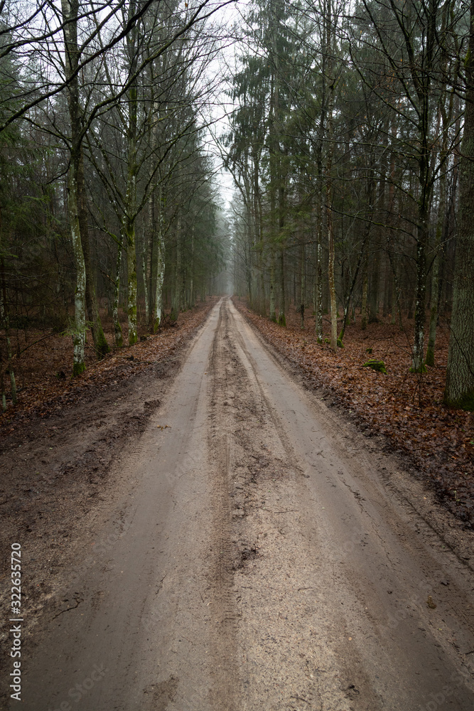 Forest road in the forest Knyszyn (Poland) Forest road in the forest Knyszyn (Poland)