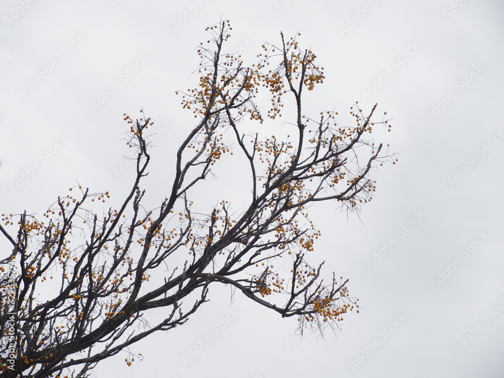tree in soft white and blue background tree in soft white and blue background