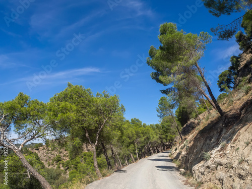 shady road in Gaitanejo Park next to the El Chorro Royal Trail. Spain