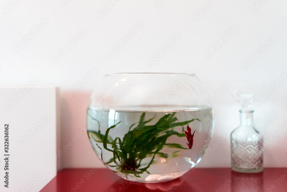 Fish bowl with betta fish Fish bowl with betta fish