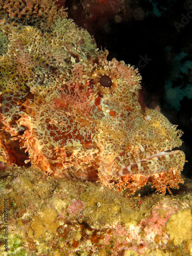 Smallscale scorpionfish  Scorpaenopsis oxycephala . Taking in Red Sea  Egypt.
