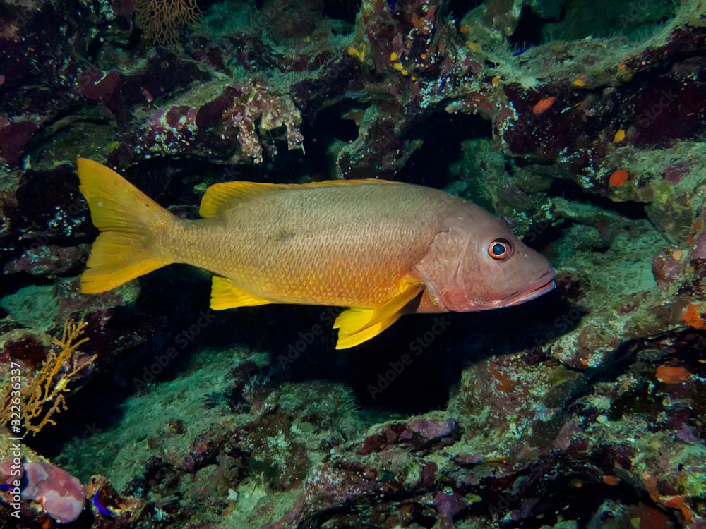 One spot snapper (Lutjanus monostigma) Taking in Red Sea, Egypt. One spot snapper (Lutjanus monostigma) Taking in Red Sea, Egypt.