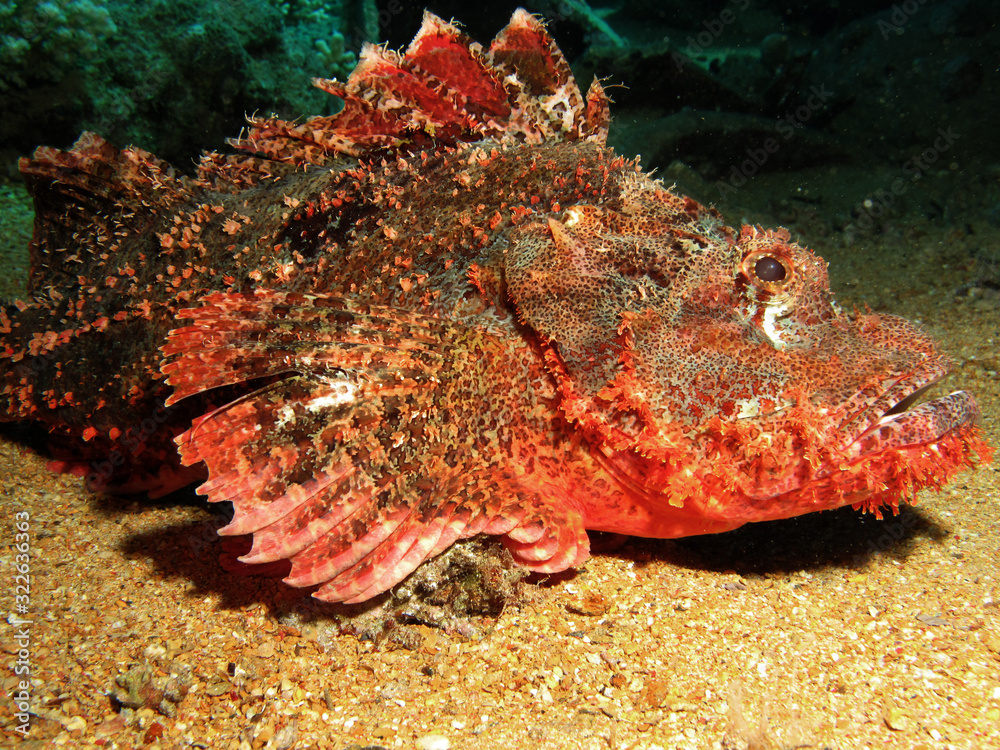 Ταπετσαρία Smallscale scorpionfish (Scorpaenopsis oxycephala)