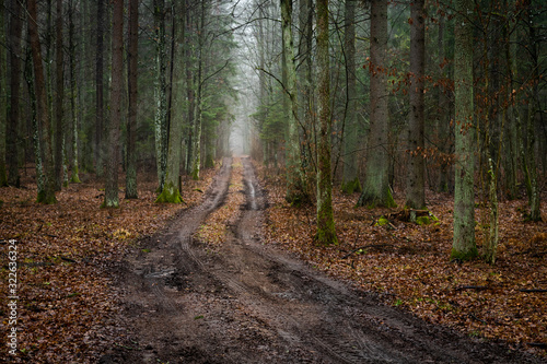 Forest road in the forest Knyszyn (Poland)