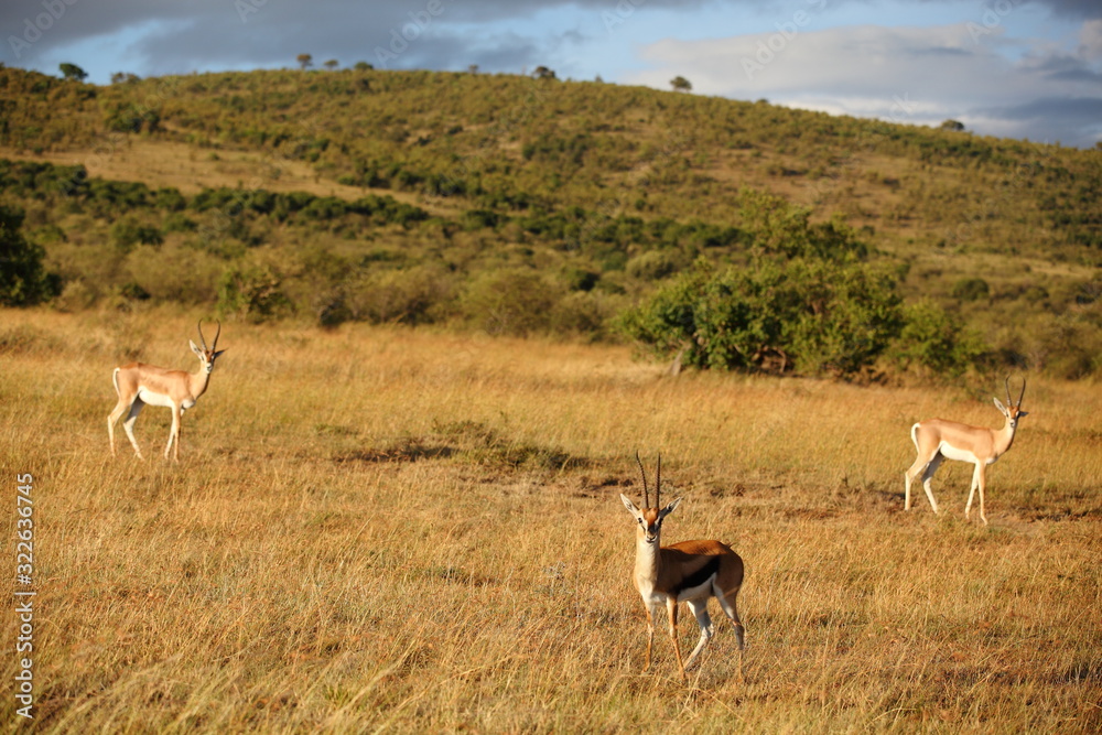 Thomsons gazelle in the wilderness of Africa Thomsons gazelle in the wilderness of Africa