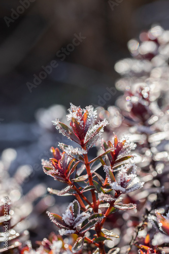 red plants in winter frost