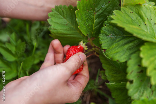 Gardening and agriculture concept. Female farm worker hand harvesting red fresh ripe organic strawberry in garden. Vegan vegetarian home grown food production. Woman picking strawberries in field. © Юлия Завалишина