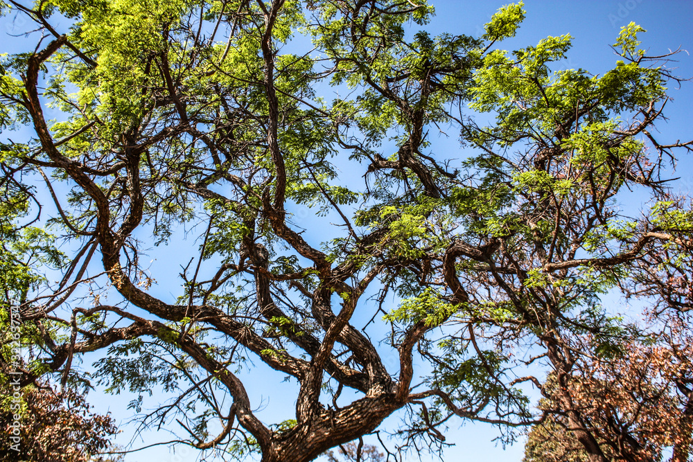 Obraz premium Brazilian trees