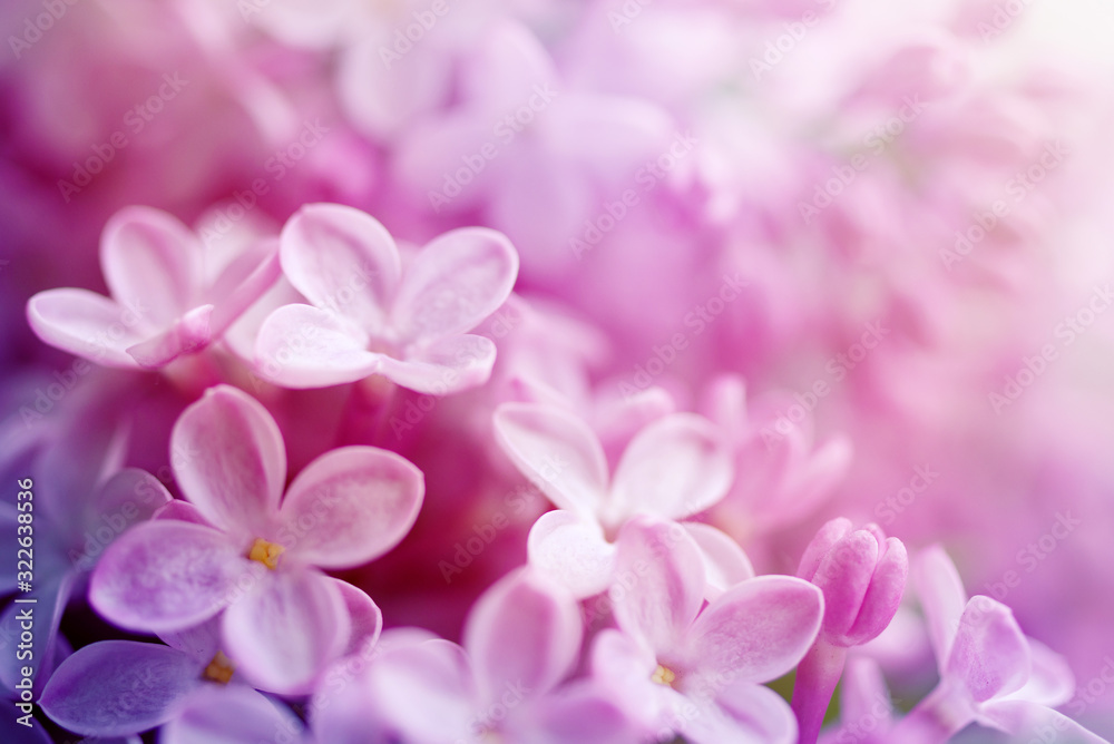 Obraz premium Floral background with lilac flowers closeup, soft focus.