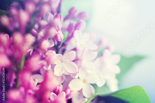 Fototapeta Naklejka Na Ścianę i Meble -  Floral background with lilac flowers closeup, soft focus.