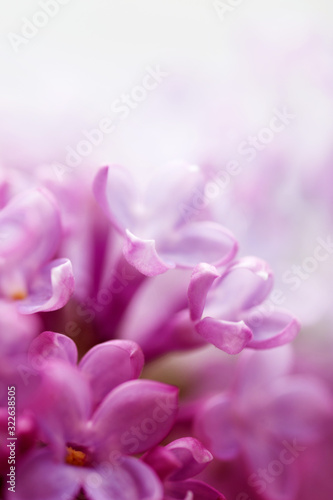 Floral background with lilac flowers closeup, soft focus.