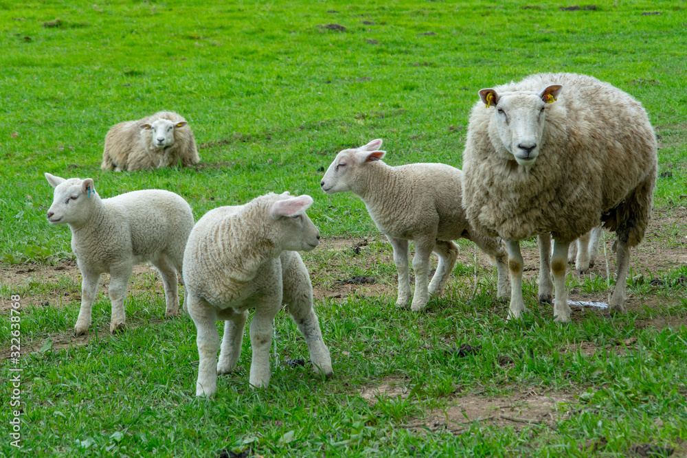 sheep in field