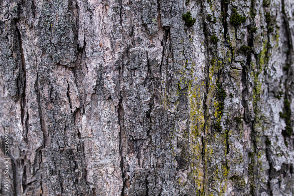 Fototapeta premium Texture - bark of an old tree