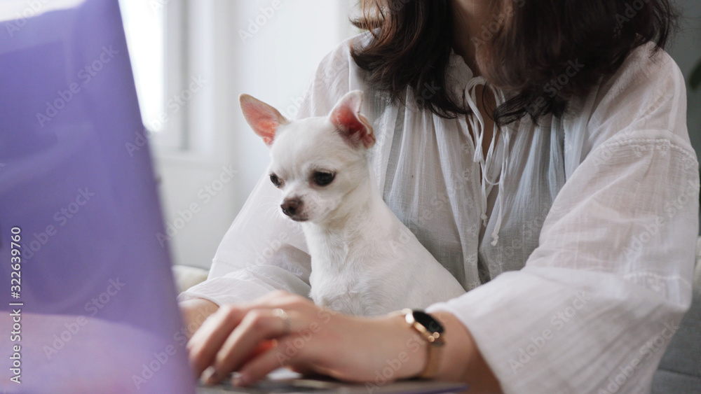 Loyal chihuahua sale