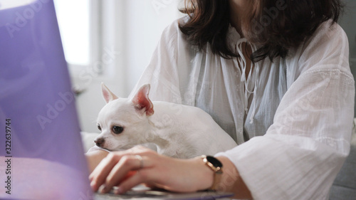 Footage of young woman in elegant blouse sitting at table with purple laptop. Terrific pet. Girl typing on keyboard of laptop. Bushy coat. Focused Chihuahua.
