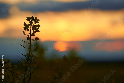 beautiful sunset - rapeseed flower closeup  bright springtime landscape  dark sky  clouds and sunlight
