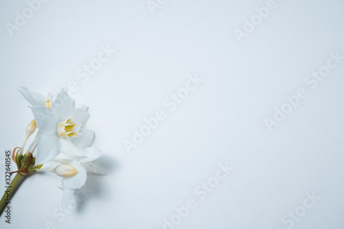 White lilies with green leaves on white background. Closeup view © NKTN