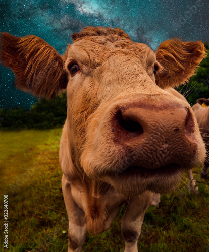Portrait of a cow
