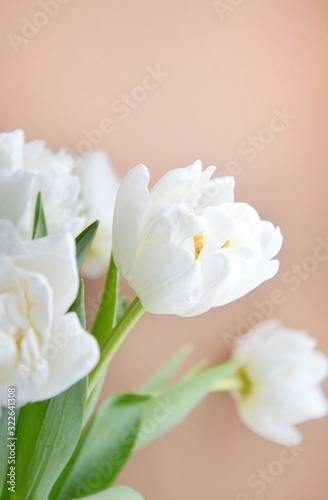 White tulips on a cream background