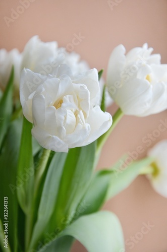 White tulips on a cream background