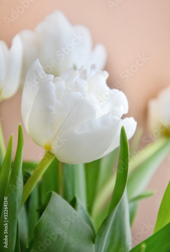 White tulips on a cream background