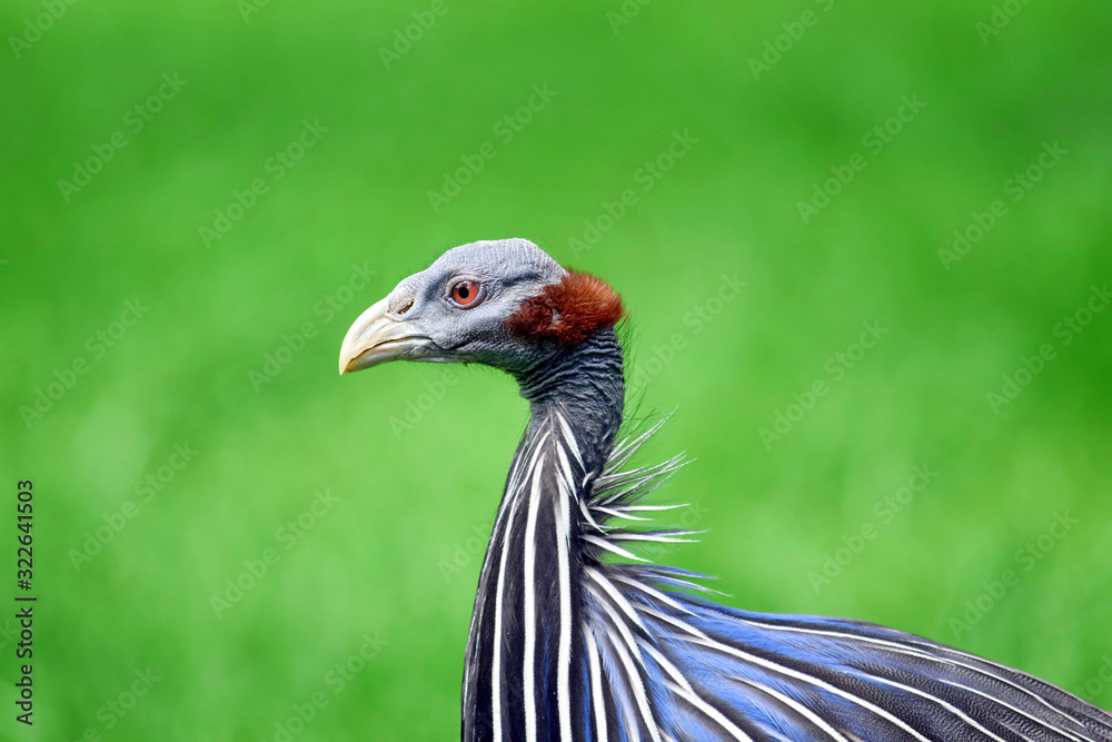 Obraz premium Vulturine Guineafowl Head Close Up Portrait