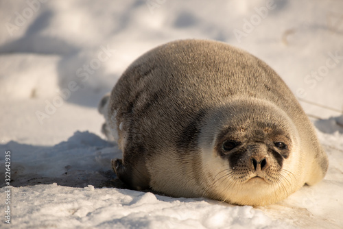 A large harp seal with dark eyes, long whiskers, a heart shaped nose and grey fur laying on its belly in the snow. The sun is shining on the animal giving it a warm tone. The seal looks sleepy or sad.