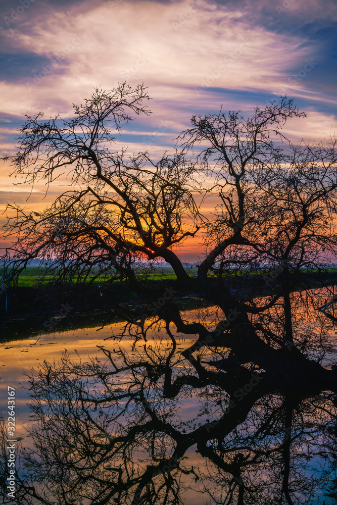 Sunset behind and old tree hanging over water. Sunset behind and old tree hanging over water.