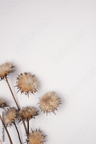 Dried flowers and leaves on white background.Flowers composition. Copy space  flat lay   top view