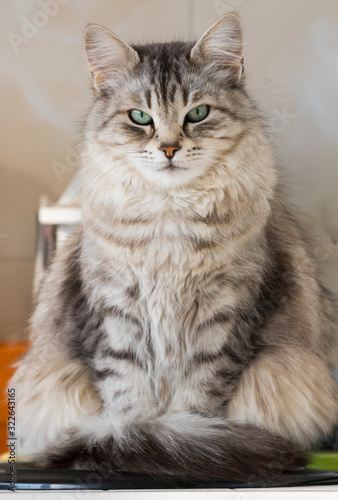 Beautiful long haired cat in relax, domestic animal of livestovk © Massimo Cattaneo
