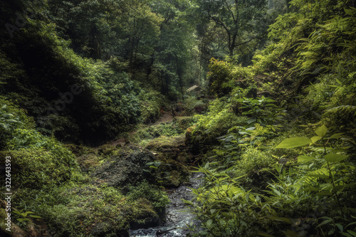 Fototapeta Naklejka Na Ścianę i Meble -  Beautiful lush green tropical forest jungle scenery with Banyumala waterfall on Bali in Indonesia