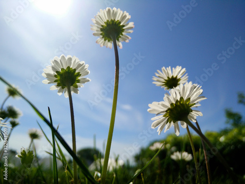 Titel  Dandalian flowers in the summer with blue skies