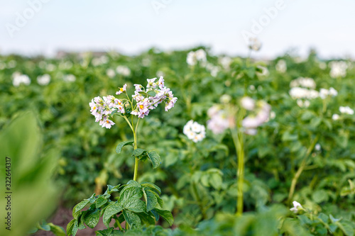 blooming flowers of ripening bush of potato plant, cultivated agricultural plant potato, organic crop and harvest, garden farm field