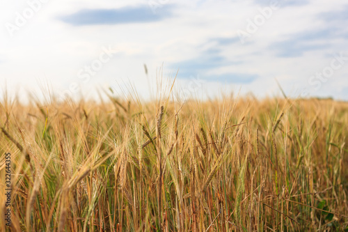 ripe and still green ears of wheat and rye on an agricultural field close-up  cultivated agricultural plants  grain and flour production