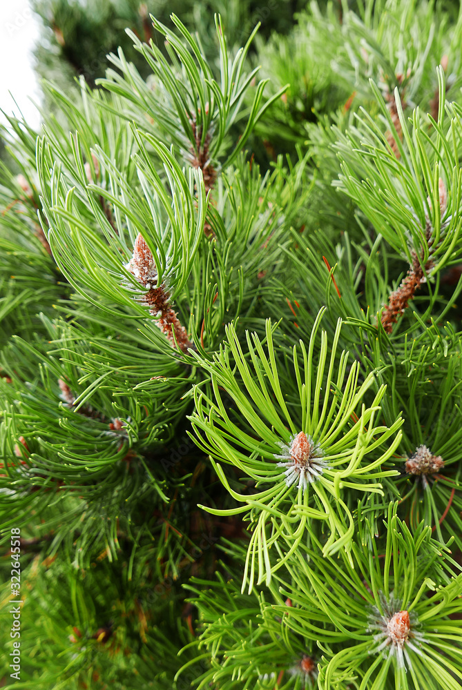 Pine tree branch close-up marco art abstract Pine tree branch close-up marco art abstract