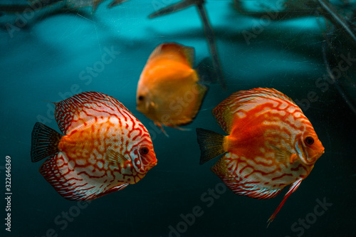 tropical fish in an aquarium