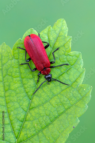 a Cardinal Beetle - Pyrochroa coccinea © Marek R. Swadzba